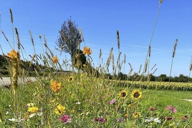 Grnflchen naturnah und vielfltig umgestalten