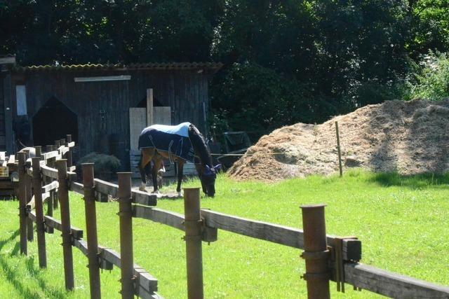 Rattengift: Zwei Pferde wurden in Ettenheim vergiftet