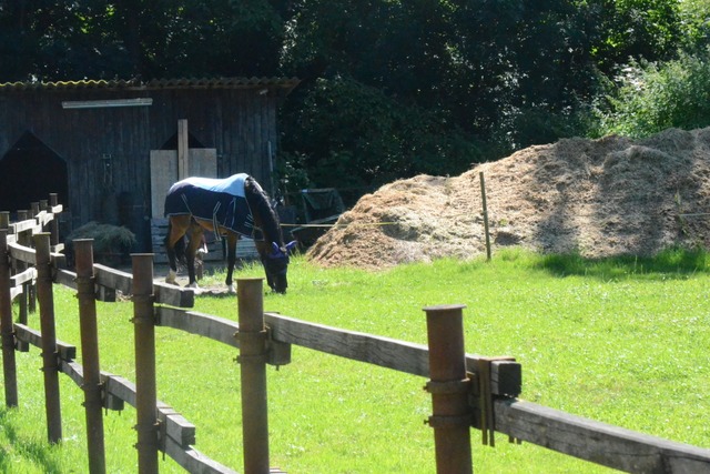 Auf der Koppel von Herbert Bhrle grast nur noch ein Pferd.  | Foto: Benedikt Hecht