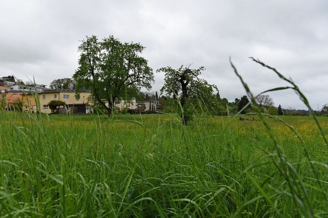 Auf der Wiese in der Nhe der Schweize...lchtlingsunterkunft errichtet werden.  | Foto: Jonas Gnther