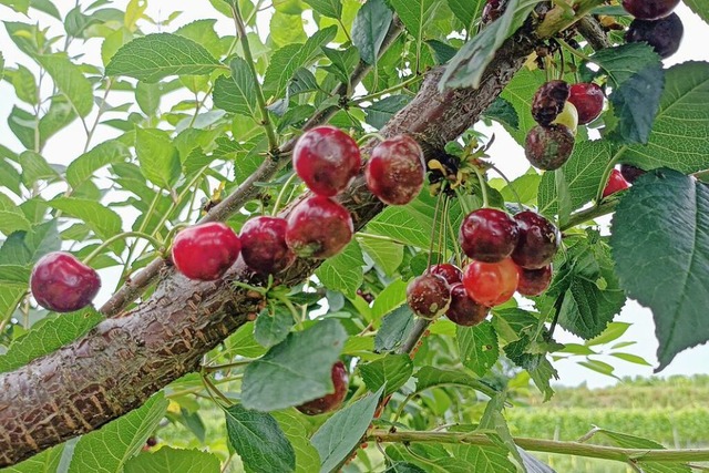 Die Sauerkirschen haben unter dem feuchtwarmen Wetter teilweise enorm gelitten.  | Foto: Ruth Seitz