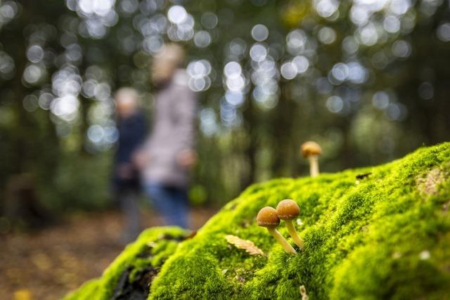 Fr einen Waldexperten aus der Ortenau ist das nasse Jahr "allenfalls eine Verschnaufpause"