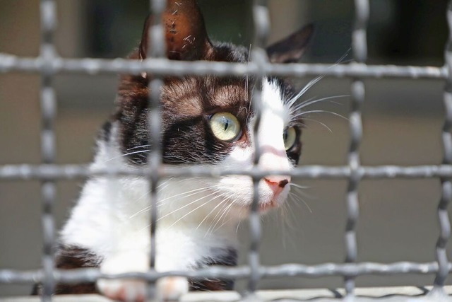 Das Lahrer Tierheim kann keine erwachsenen Fundkatzen mehr aufnehmen.  | Foto: Christoph Breithaupt