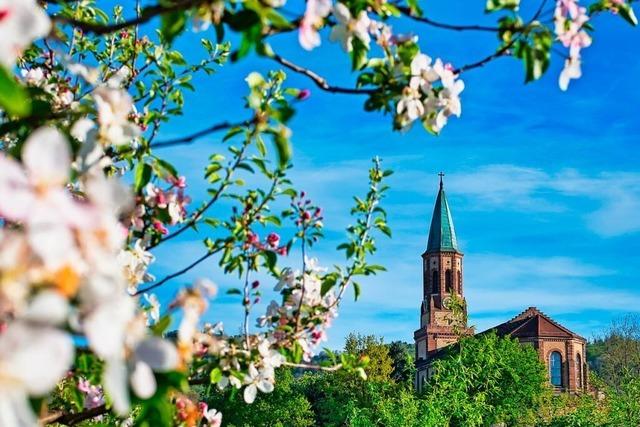 In Freiburg-St. Georgen ist die Apfelblte in vollem Gange