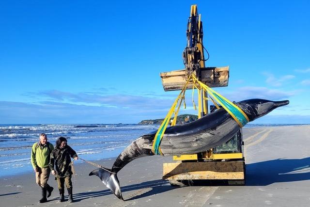 Extrem seltener Wal an Strand in Neuseeland gesplt