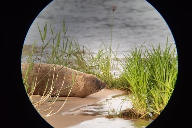 Forscher zur Robbe in der Oder: Jungtiere sehr wanderlustig