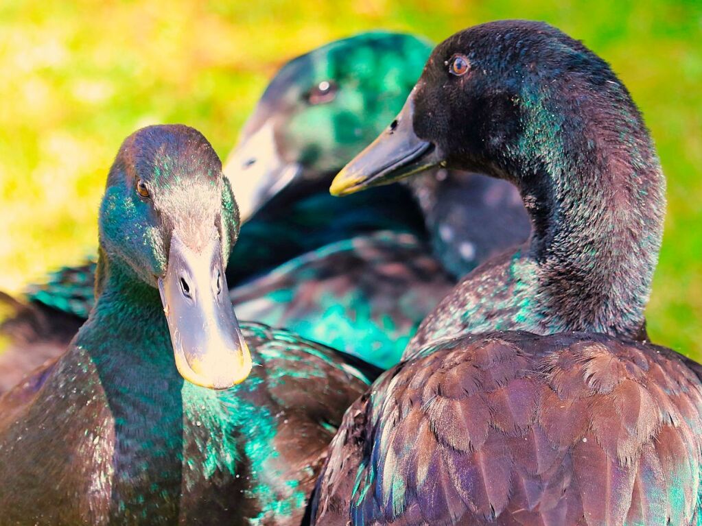 Glamour in Gallenweiler: Die schillernden Cayuga-Enten von Familie Kurzbach sind ein echter Hingucker.