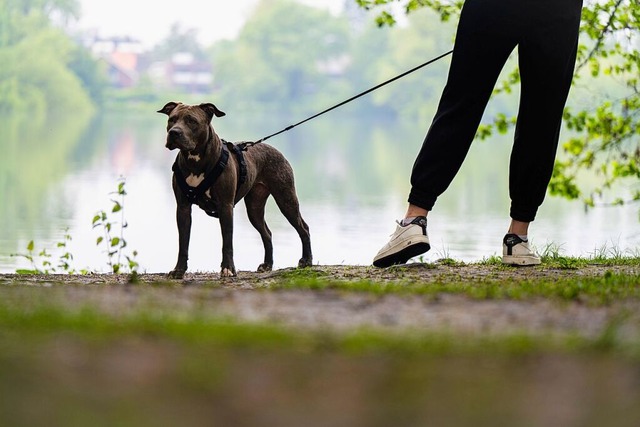 Im Vorbeilaufen schnappte ein Hund in ...h einer Fugngerin und verletzte sie.  | Foto: Mohssen Assanimoghaddam (dpa)