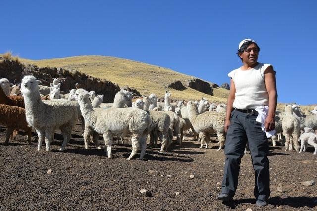 In den Anden leiden Alpakas unterm Klimawandel und Umweltverschmutzung – und mit ihnen die Menschen
