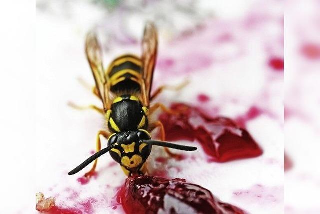 Was hilft gegen aufdringliche Wespen?