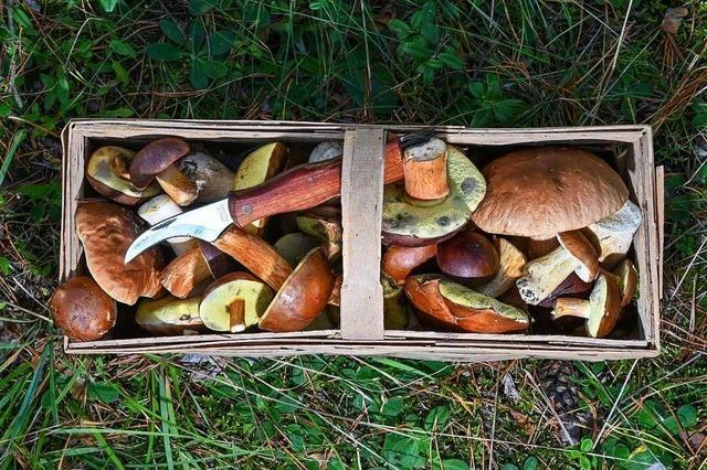 Pilze gesucht, Wunder gefunden: Ein Selbstversuch im Freiburger Stadtwald