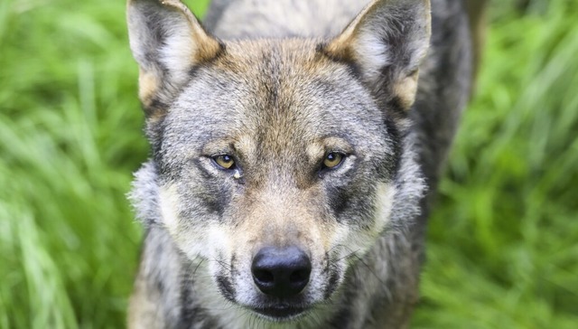 Klare Regeln fr ein Wolfsmanagement fordert der Waldshuter Kreistag.   | Foto: Julian Stratenschulte (dpa)