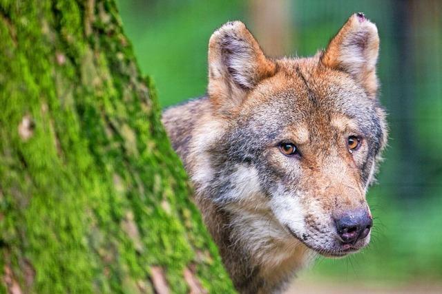 Lrracher Kreistag will weniger Schutz fr den Wolf