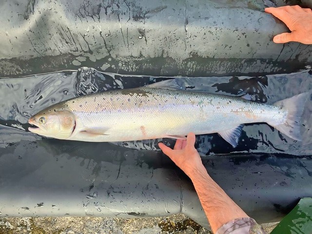 Ein buchstblich besonderer Fang: Eine...islich in der Wiese eingesetzt wurden.  | Foto: BZ