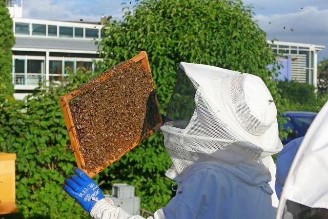 Betreutes Imkern in Lrrach: Wo Anfnger ihr erstes Bienenvolk betreuen