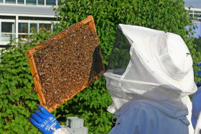 Wo ist die Bienenknigin? Bei rund 50....es Auge, um die Regentin zu entdecken.  | Foto: Katja Saake