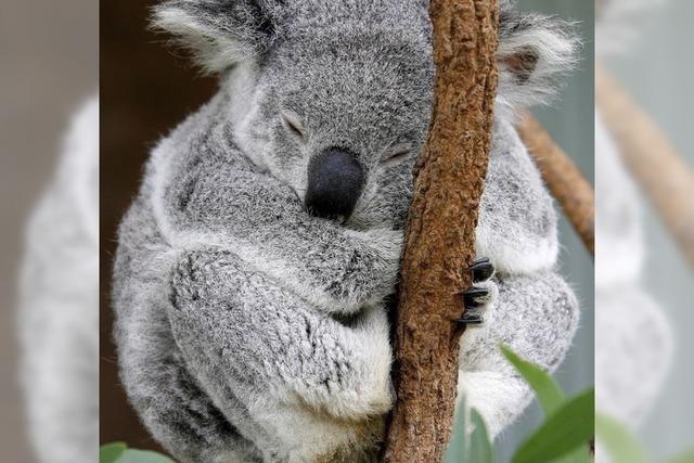 Koala-Knuddeln verboten