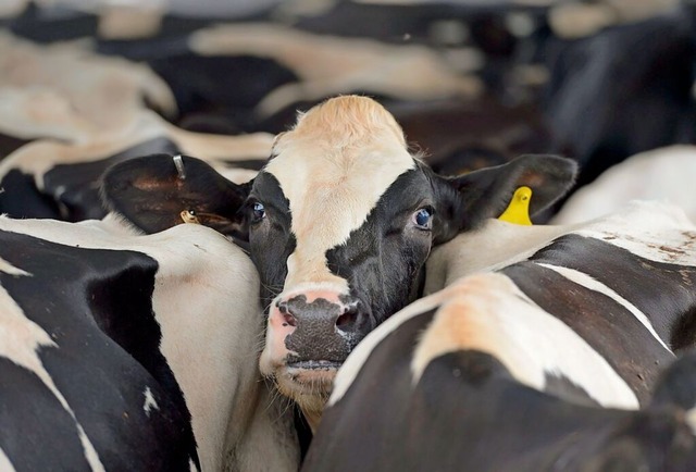 Das Vogelgrippevirus ist erst auf Khe...ben dann ein paar Menschen angesteckt.  | Foto: Erik S. Lesser (dpa)