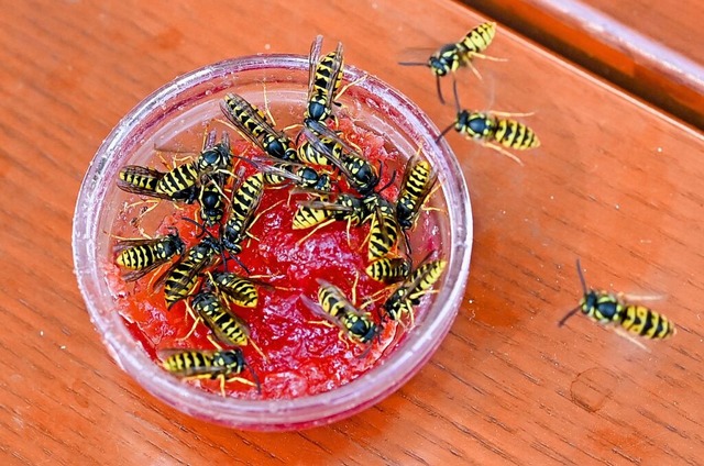 Wespen strzen sich auf ein Schlchen Marmelade.  | Foto: Jens Kalaene (dpa)