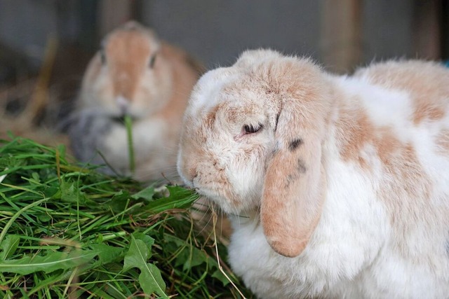 Kaninchen wie diese sind aus einem Lffinger Gehege verschwunden. (Symbolbild)  | Foto: IMAGO/imageBROKER/Anja Uhlemeyer-Wrona