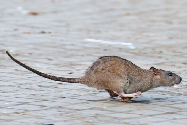 Brger sollen bei Bekmpfung von Ratten in Grenzach-Wyhlen helfen