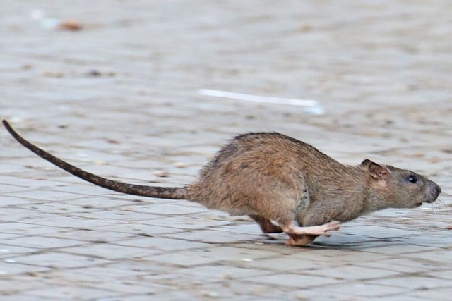 In den vergangenen Wochen wurden in Gr...en vermehrt Rattensichtungen gemeldet.  | Foto: Bernd von Jutrczenka (dpa)