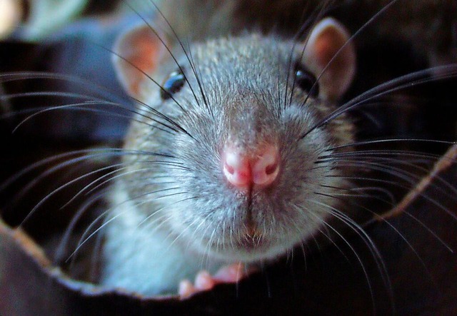 Ratten wie diese bereiten der Stadt Grenzach-Wyhlen in letzter Zeit Probleme.  | Foto: Ingo Schneider