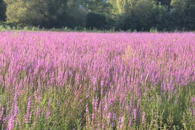 Blhender Blutweiderich frbt das Ried bei Wasenweiler und Gottenheim in pink und lila ein