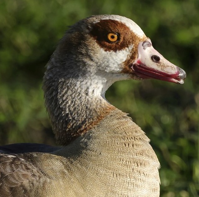 Selbstsicher: die Nilgans  | Foto: Marcel (stock.adobe.com)