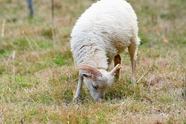 Schafe ersetzen Mhmaschinen in Hanglagen im Elsass