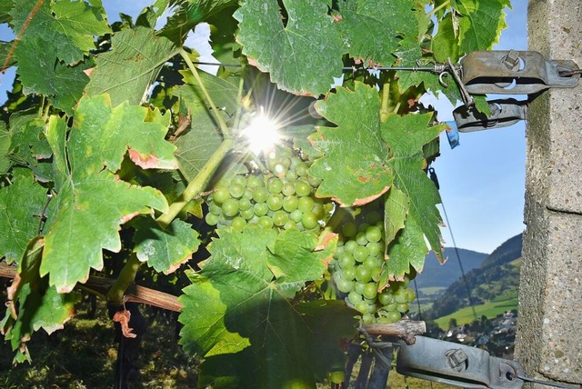 Harte Zeiten fr Weinbauern in der Reg...kt darber nach, seine Reben zu roden.  | Foto: Max Schuler