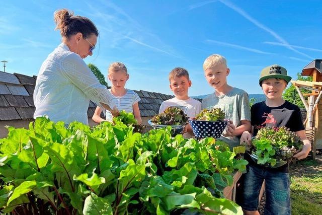 Vor den Sommerferien wird in Breitnaus Schulgarten Salat geerntet