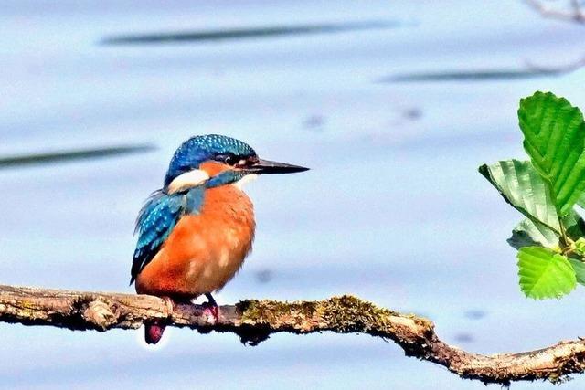 Ein Eisvogel im Freiburger Mooswald