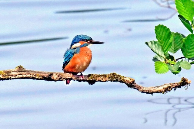 Eisvogel.  | Foto: Helge Krner