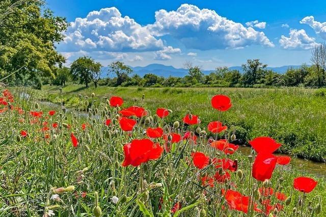 Mohnblumen und Quellwolken bei Bad Krozingen