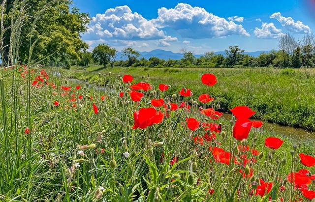 Mohnblumen.  | Foto: Peter Stahl