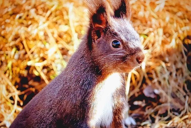 Neugieriges Eichhrnchen bei Kirchzarten