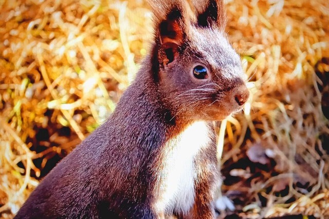 Neugieriges Eichhrnchen bei Kirchzarten-Dietenbach.  | Foto: Birgit Maier