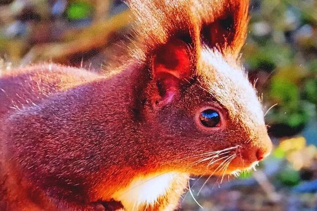 Ein Eichhrnchen posiert auf dem Freiburger Hauptfriedhof