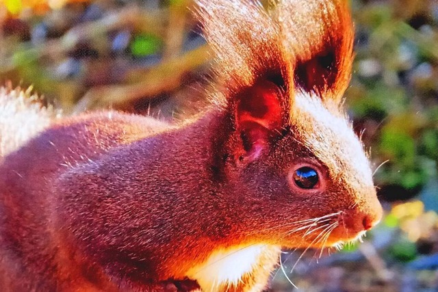 Eichhrnchen.  | Foto: Birgit Maier