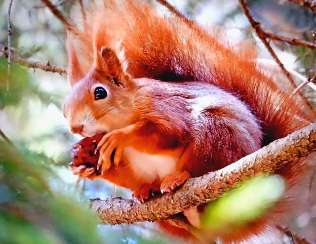 Eichhrnchen.  | Foto: Birgit Maier