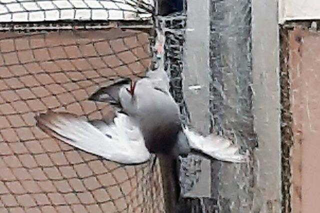 Der Rheinfelder Werkhof rettet eine steckengebliebene Taube aus einem Netz