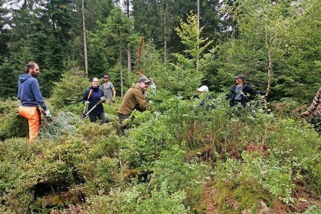 Wie sich Ehrenamtliche fr das Auerwild in der Ortenau einsetzen