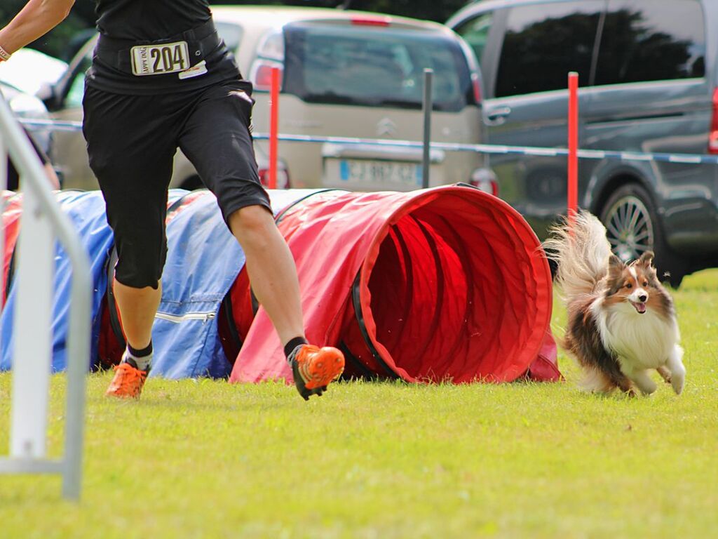 Beim Agility-Turnier am Samstag waren 320 Mensch-Hunde-Teams angemeldet.