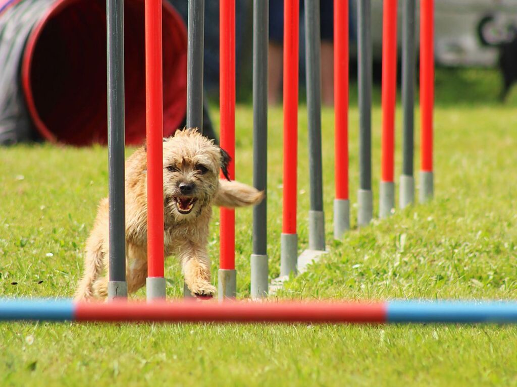 Beim Agility-Turnier am Samstag waren 320 Mensch-Hunde-Teams angemeldet.