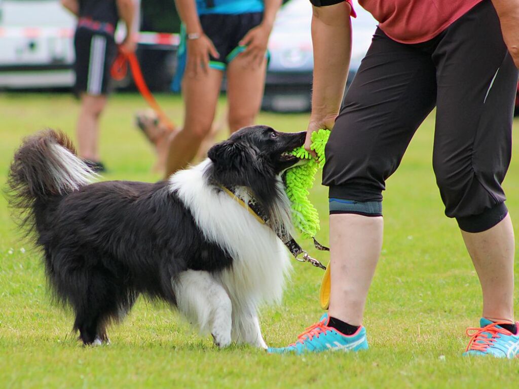 Beim Agility-Turnier am Samstag waren 320 Mensch-Hunde-Teams angemeldet.