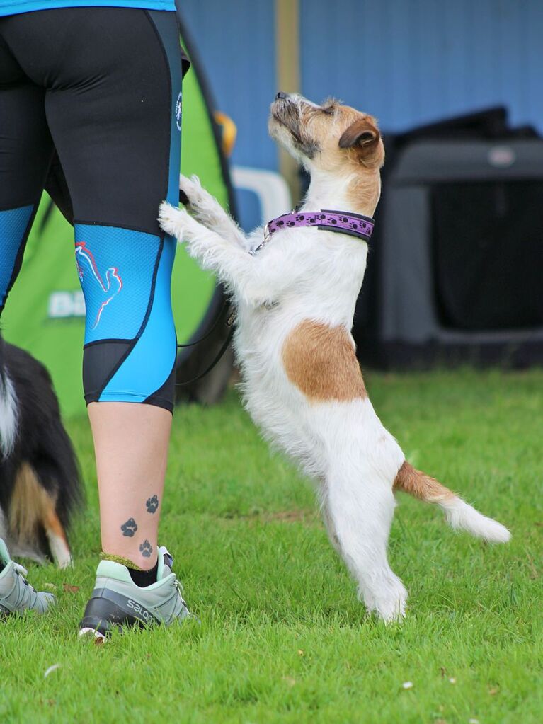 Beim Agility-Turnier am Samstag waren 320 Mensch-Hunde-Teams angemeldet.