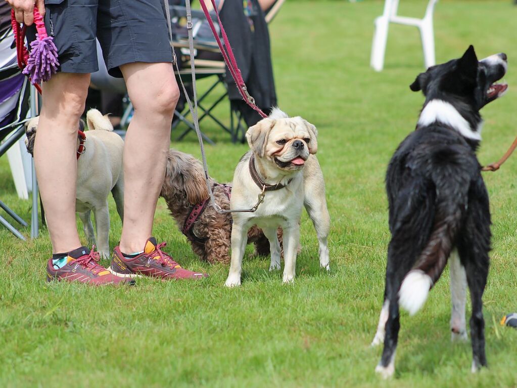 Beim Agility-Turnier am Samstag waren 320 Mensch-Hunde-Teams angemeldet.