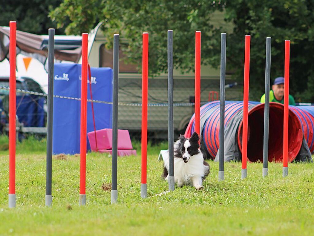 Beim Agility-Turnier am Samstag waren 320 Mensch-Hunde-Teams angemeldet.