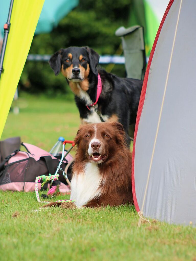 Beim Agility-Turnier am Samstag waren 320 Mensch-Hunde-Teams angemeldet.